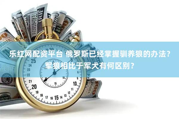 乐红网配资平台 俄罗斯已经掌握驯养狼的办法？军狼相比于军犬有何区别？